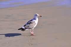 Larus occidentalis