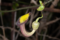 Aristolochia sempervirens