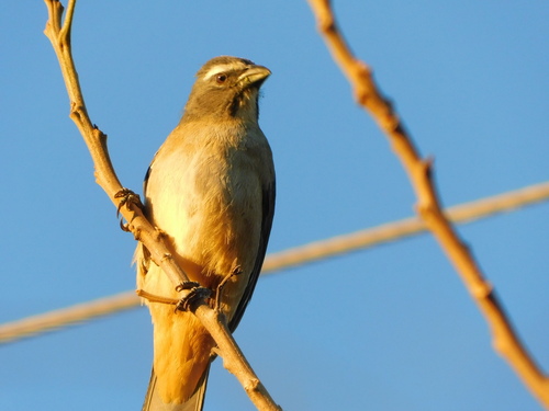 Bluish-grey Saltator (Saltator coerulescens), photo 8