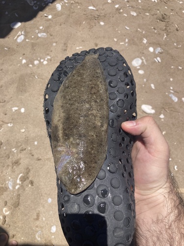 Atlantic sole (Pegusa lascaris) — Soleidae — 4