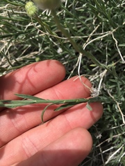 Erigeron breweri porphyreticus