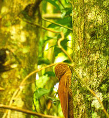 Dendrocolaptes sanctithomae