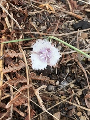 Calochortus coeruleus