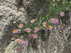 Erigeron breweri porphyreticus