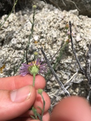 Erigeron breweri porphyreticus