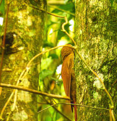 Dendrocolaptes sanctithomae