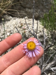 Erigeron breweri porphyreticus