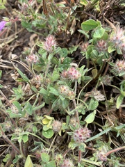 Trifolium striatum