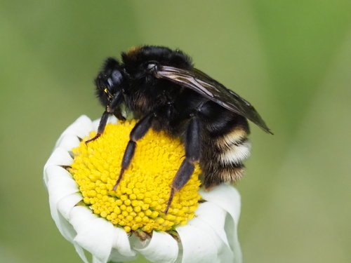 Vestal Cuckoo Bumble bee, photo 3 of 7