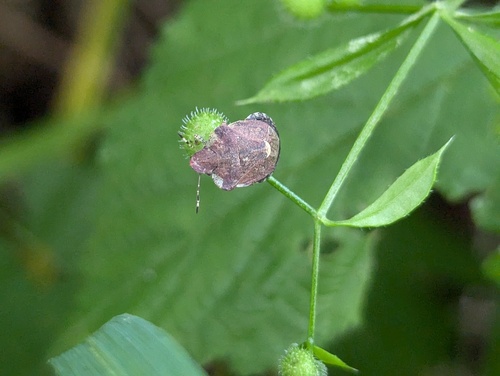 Dyroderes umbraculatus