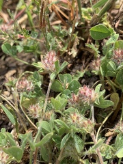 Trifolium striatum
