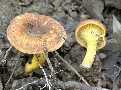 Cantharellus lewisii Buyck & V.Hofst.