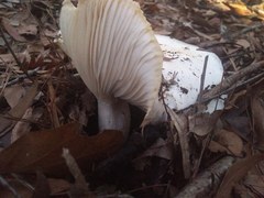 Hygrophorus subsordidus