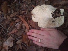 Hygrophorus subsordidus