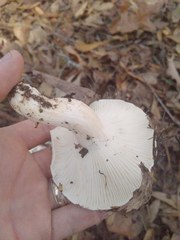 Hygrophorus subsordidus