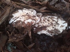 Hygrophorus subsordidus