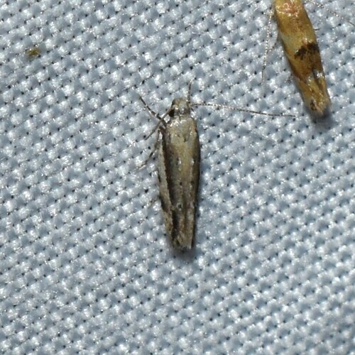 White-edged Coleotechnites Moth photo 2