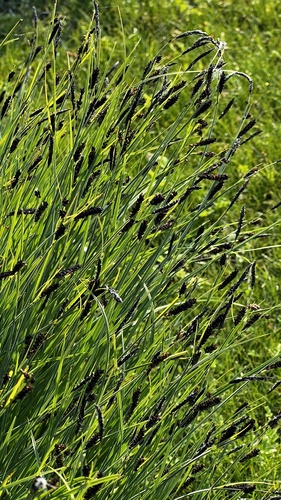 Carex schmidtii iNat (3)