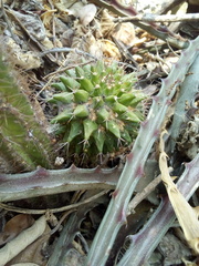 Mammillaria polyedra