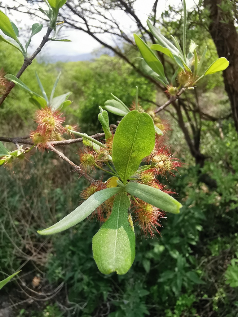 Lasiocarpus ferrugineus