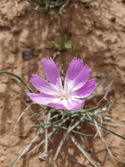 Lygodesmia grandiflora