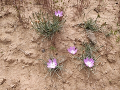 Lygodesmia grandiflora