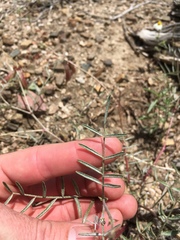Astragalus casei