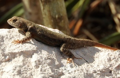 Sceloporus nelsoni