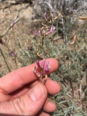 Astragalus casei