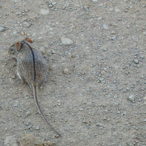Single-Striped Lemniscomys