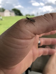 Boreothrinax maculipennis