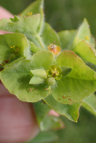 Image of Euphorbia hirsuta by no rights reserved