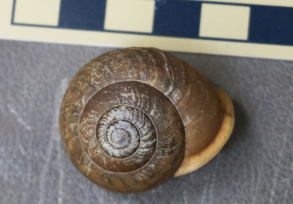 Southeastern Whitelip
