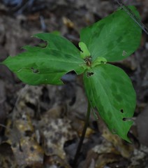 Trillium discolor