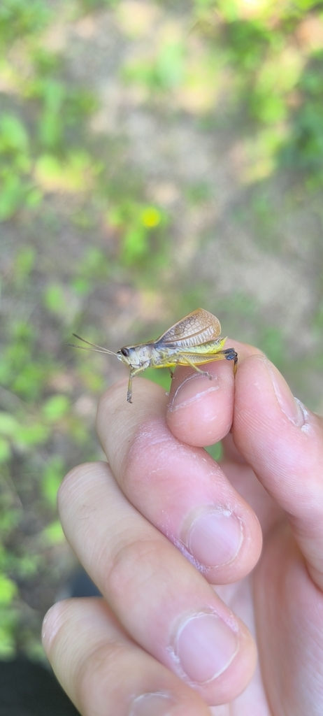 Podismopsis shareiensis