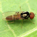 Flat-footed Flies - Photo (c) Katja Schulz, some rights reserved (CC BY)