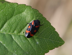 Cercopis arcuata