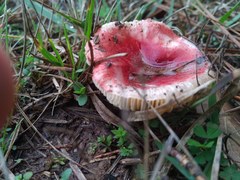 Russula silvicola