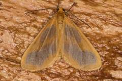 Eubaphe helveta
