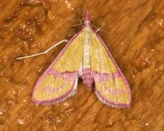 Choristostigma perpulchralis