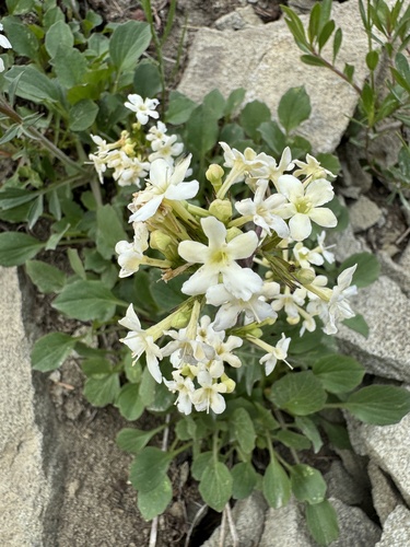 Image of Valeriana columbiana by no rights reserved