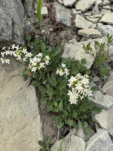 Image of Valeriana columbiana by no rights reserved