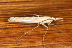 Eufernaldia cadarellus