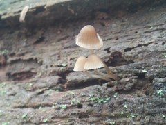 Mycena stipata