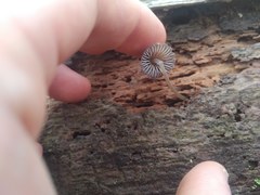 Mycena stipata