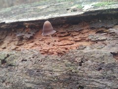 Mycena stipata
