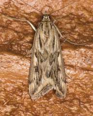 Loxostege cereralis
