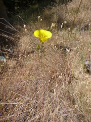 Calochortus luteus