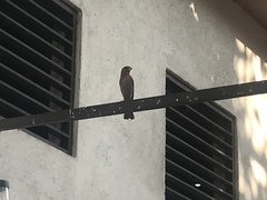 Haemorhous mexicanus