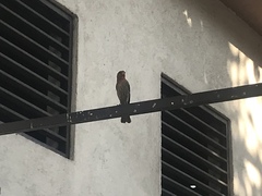 Haemorhous mexicanus